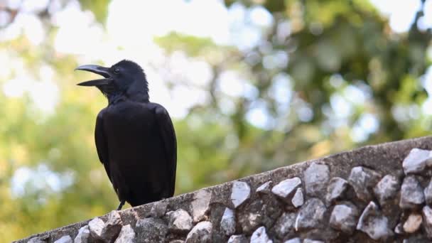 Crow Stone Wall Bokeh Leaf Background — Stok Video