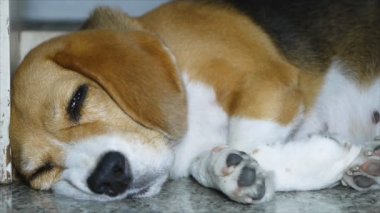 Beagle köpek uyku kapatmak