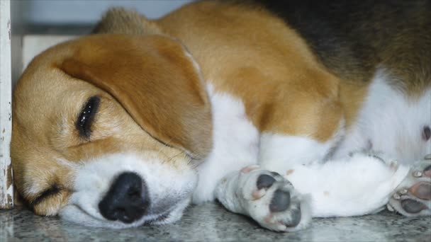 Nära håll beagle hund sova — Stockvideo