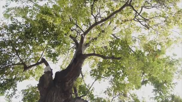 Bewegung des Blattes am Zweig eines großen Baumes bei Wind, Ameisenblick