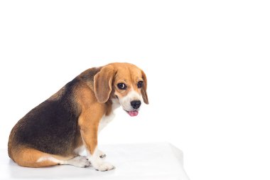 Beagle on white background clipart
