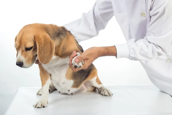 Veterinario examinando perro beagle — Foto de Stock