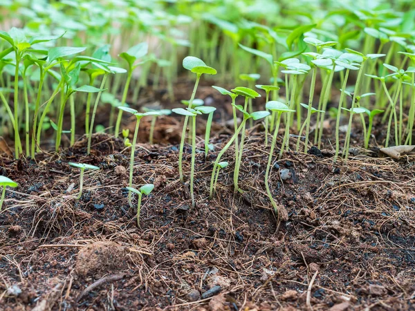 Закрыть маленькие зеленые базилик и чили ростки — стоковое фото