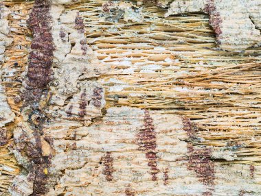 Doku ve arka plan olarak kullanmak için papaya ağacının çürümüş ağaç kabuğu kadar kapatın