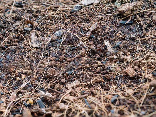 Nahaufnahme Des Bodens Für Die Pflanzung Vorbereiten — Stockfoto