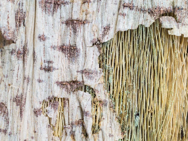 Närbild ruttna barken av papaya träd — Stockfoto