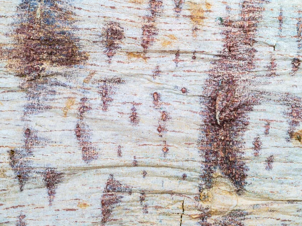 Närbild ruttna barken av papaya träd — Stockfoto