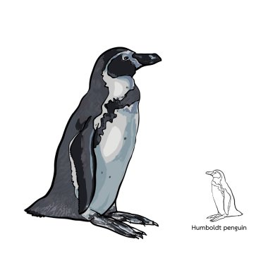 Drawing of Humboldt penguin on white background clipart