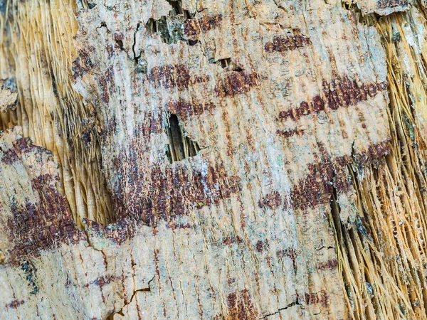 Closeup çürümüş papaya ağaç kabuğu — Stok fotoğraf