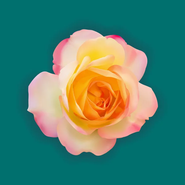 Réaliste rose clair mélange rose jaune avec ombre douce sur vert — Image vectorielle