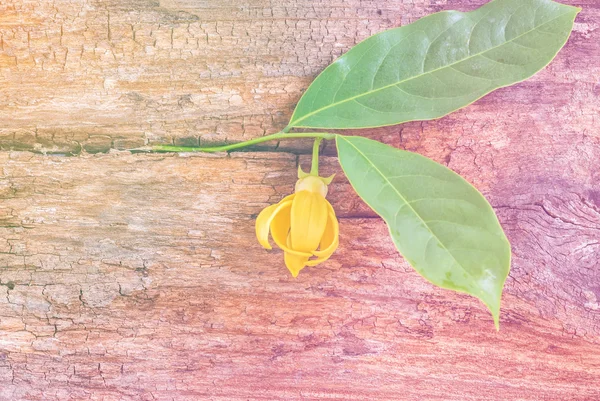 Flor de Ylang-ylang com folha — Fotografia de Stock