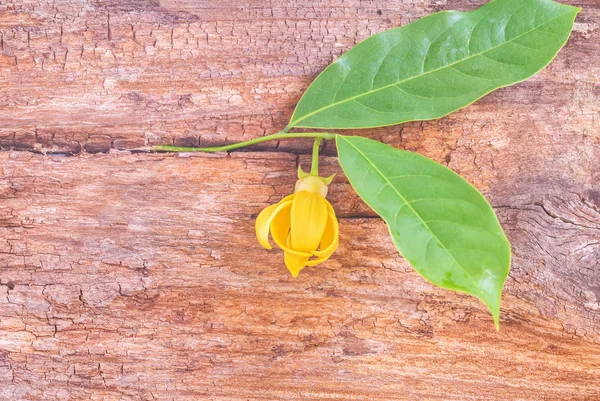 Flor de Ylang-ylang con hoja —  Fotos de Stock