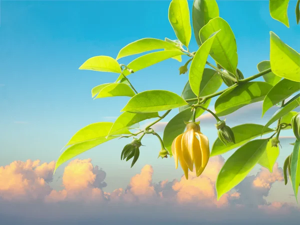 Ylang-ylang flor com folha contra céu azul e nuvem — Fotografia de Stock