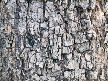 Eski ahşap ağaç doku arka plan deseni kadar kapatın