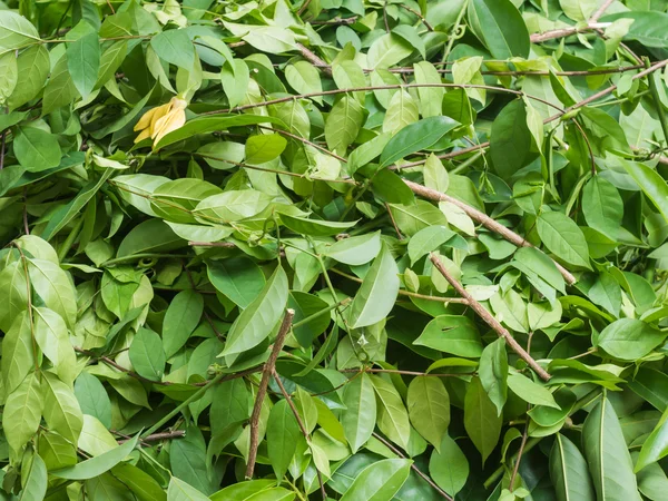 Hög Klippa Gren Wrightia Religiosa Oleanderväxter Och Klättring Ylang Ylang — Stockfoto