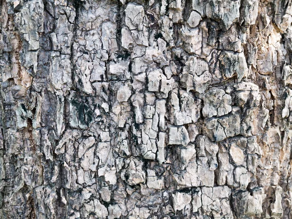 Eski Ahşap Ağaç Doku Arka Plan Deseni Kadar Kapatın — Stok fotoğraf
