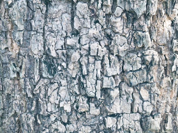 Eski Ahşap Ağaç Doku Arka Plan Deseni Kadar Kapatın — Stok fotoğraf
