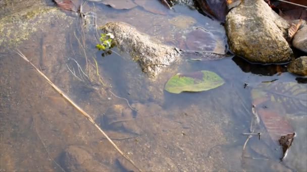 Striders Acqua Pattinatori Stagno Che Muovono Sulla Superficie Acqua Corrente — Video Stock