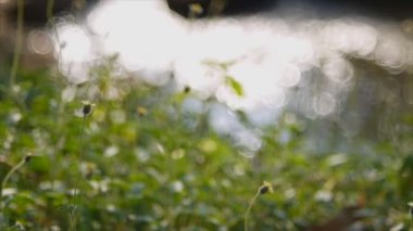 Akan bokeh ile çimen çiçek yakın su