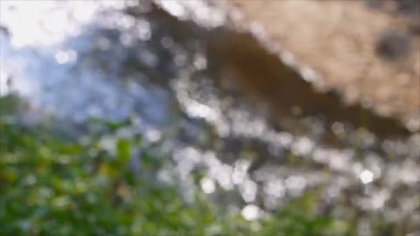 Défocalisation de la plante et réflexion de l'eau courante 