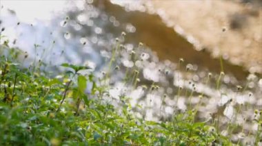 Çimen çiçek akan bokeh ile su