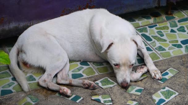 Tot Vaststelling Van Armen Witte Hond Blik Treurig Eenzaam — Stockvideo