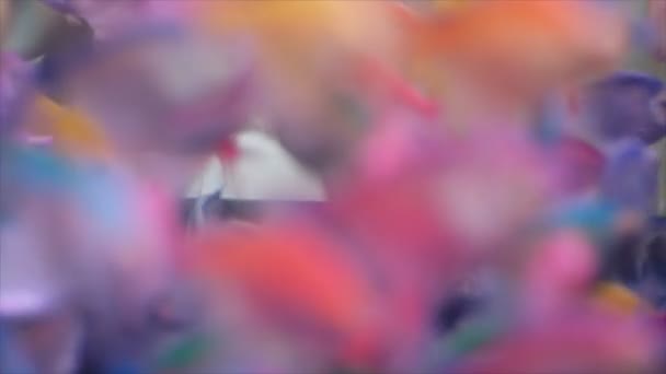 五彩鱼在水族馆中的散焦 — 图库视频影像