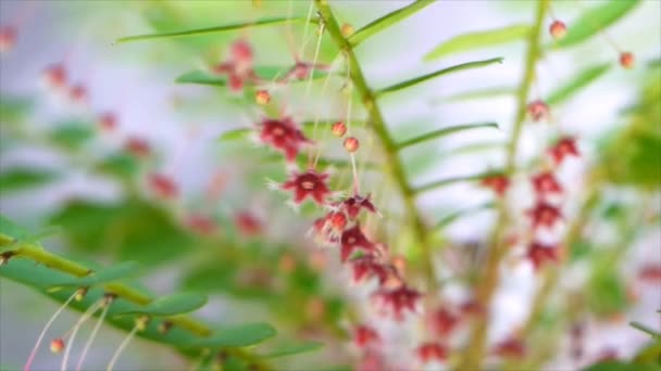 Flor Cerca Egg Woman Tamalaki Hazardana Stonebreaker Seed Leaf Phyllanthus — Vídeos de Stock