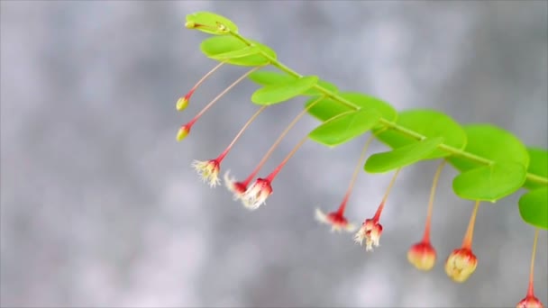 Closeup Flower Egg Woman Tamalaki Hazardana Stonebreaker Seed Leaf Phyllanthus — Stock Video