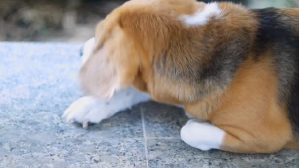 Nahaufnahme Porträt Eines Entzückenden Beagle Der Auf Dem Boden Liegt — Stockvideo