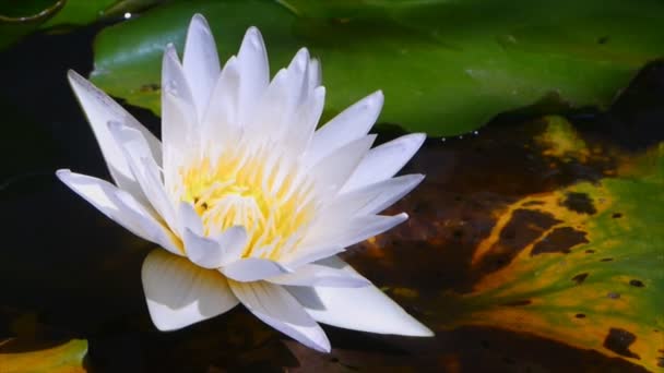 Primer plano loto blanco con abeja — Vídeos de Stock