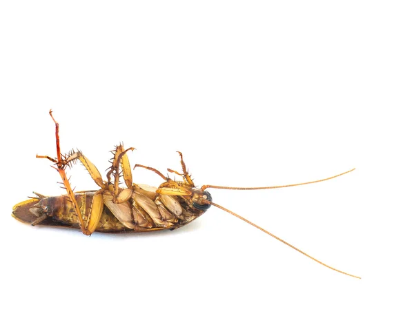 Dead cockroach on white — Stock Photo, Image