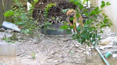 Çok güzel meraklı beagle anket içinde ev alan, atış kaydırma