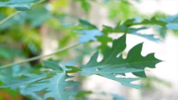 木瓜叶的紧密聚焦 — 图库视频影像