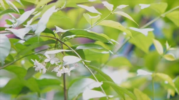 抽象緑デフォーカス緑葉と木によって背景のボケ味 — ストック動画