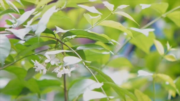 Abstract Green Bokeh Achtergrond Door Defocus Groen Blad Boom — Stockvideo