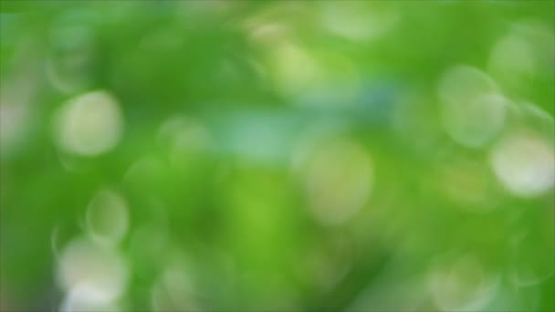 Abstract Green Bokeh Background Defocus Green Leaf Tree — Stock Video