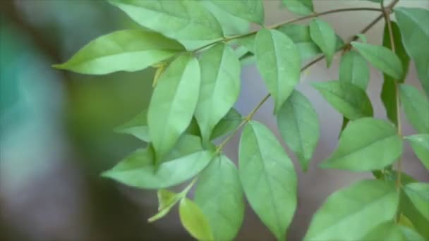 Vajande Wrightia religiosa Leaf — Stockvideo