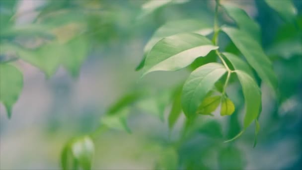 Swaying Wrightia religiosa Hoja — Vídeo de stock