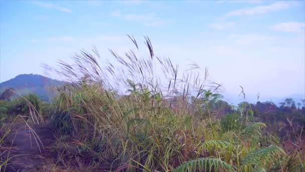 Grama Árvore Montanha Parque Nacional Phusoidao Tailândia — Vídeo de Stock