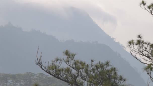 Kiefer Mit Dem Nebel Der Über Den Berg Phusoidao Nationalpark — Stockvideo