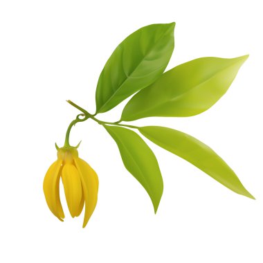 Ylang-ylang çiçek yaprak beyaz arka plan üzerinde vektör illüstrasyon izole