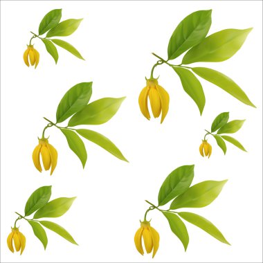 Ylang-ylang flower with leaf pattern on white background,vector illustration clipart