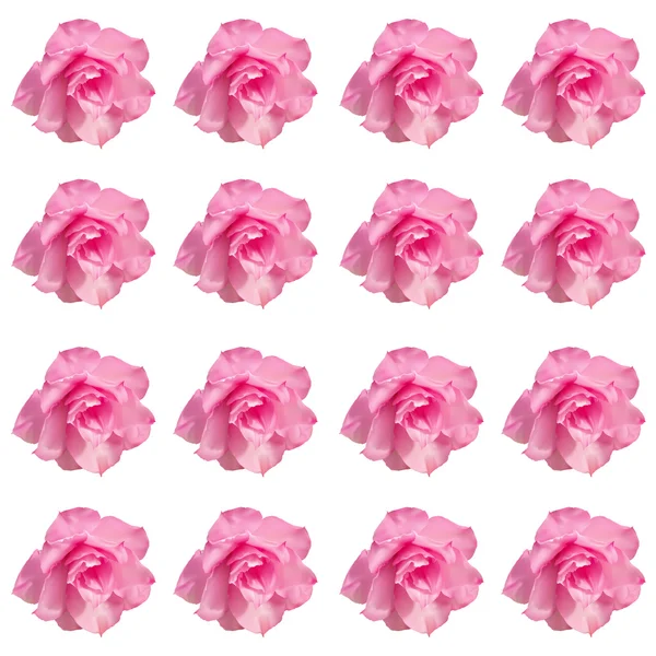 Wüste Rose Blume auf weiß — Stockvektor