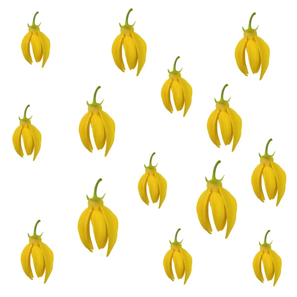 Ylang-ylang květinový vzor na bílém — Stockový vektor