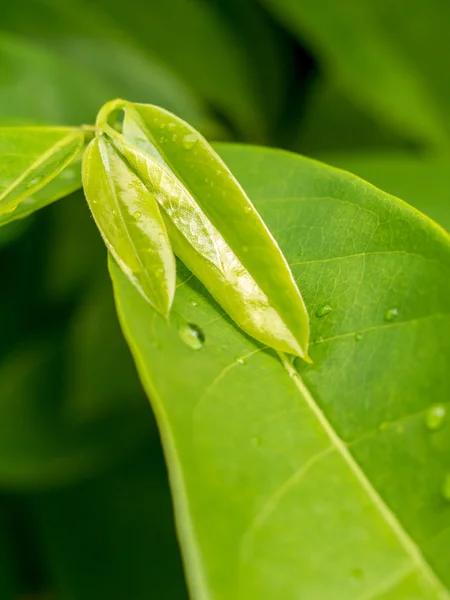 Ylang-ylang leaf — Stock Photo, Image