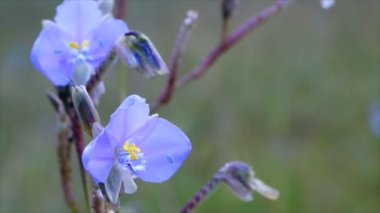Closeup Murdannia giganteum çiçek