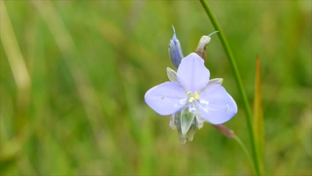 Closeup Murdannia giganteum flower — Stock Video