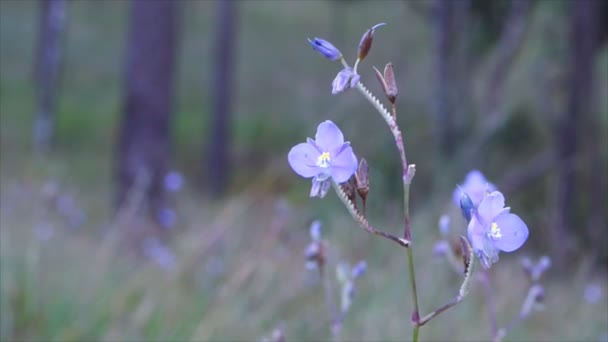 Closeup Murdannia giganteum bloem — Stockvideo