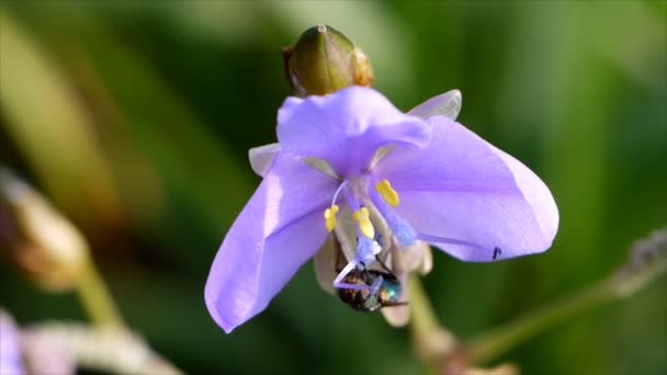 Closeup Murdannia giganteum bloem met insect — Stockvideo